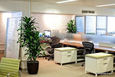 Everything Grows: Photos of new indoor plant installation