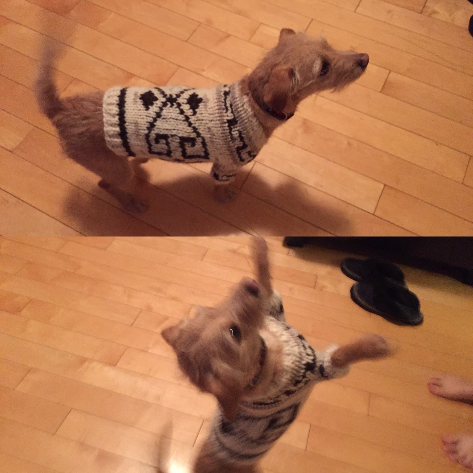 big lebowski dog sweater