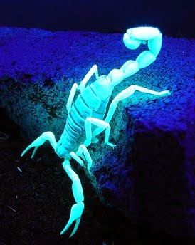 Scorpion In Ultra Violet Light