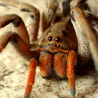 Brazilian Wandering Spider 