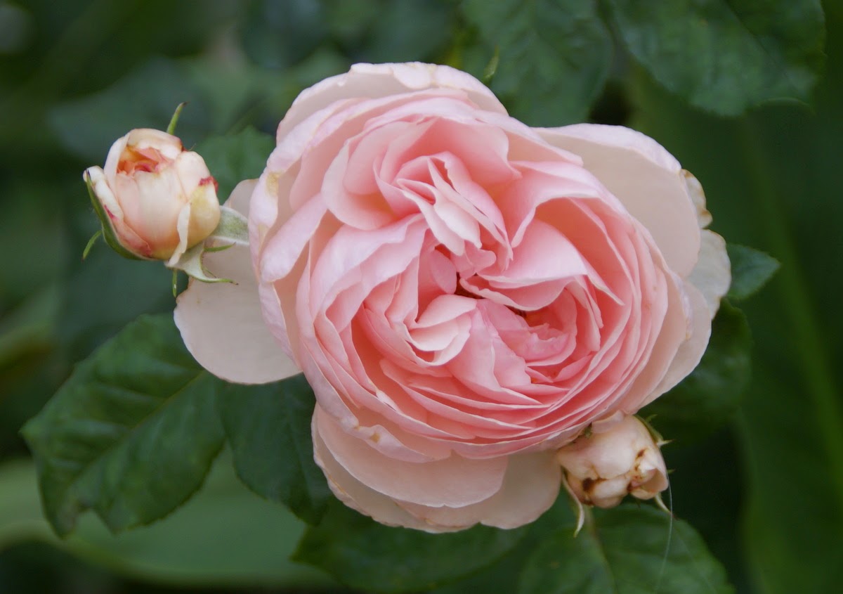 Organic Garden Dreams April Roses