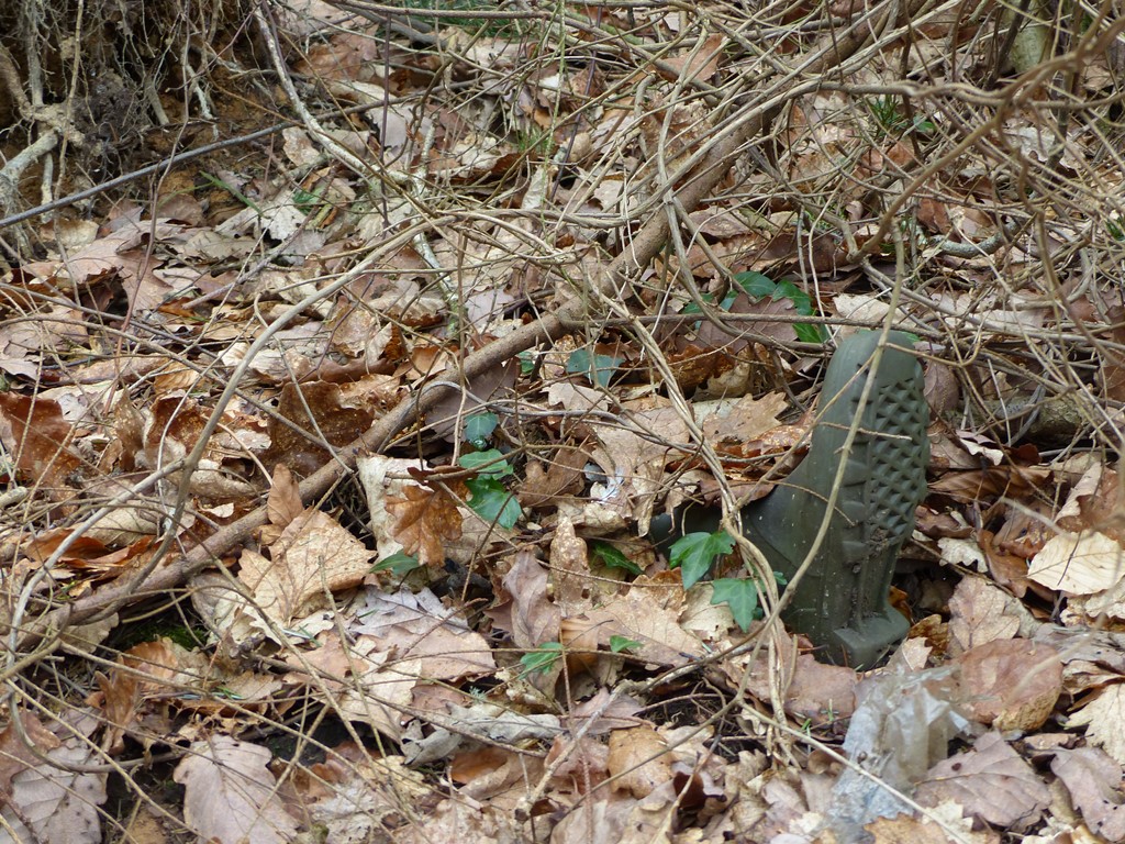 Dans le bois de Buron