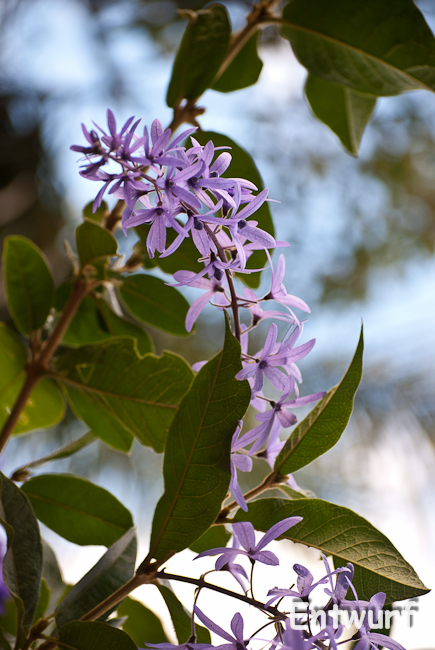 Flor silvestre de la Patagonia.
