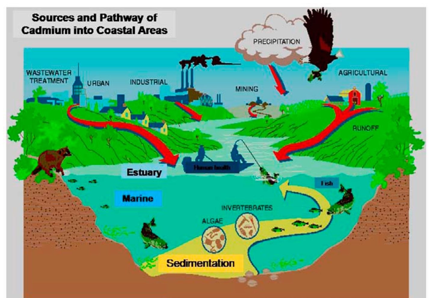 ISO 22000 Resource Center Chemical Food Contaminants (Heavy Metals) II