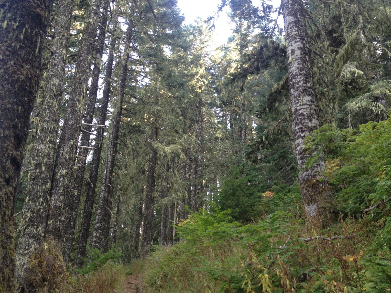 Marys Peak Oregon East Ridge Trail