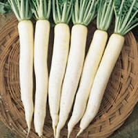 china_white_radish.jpg