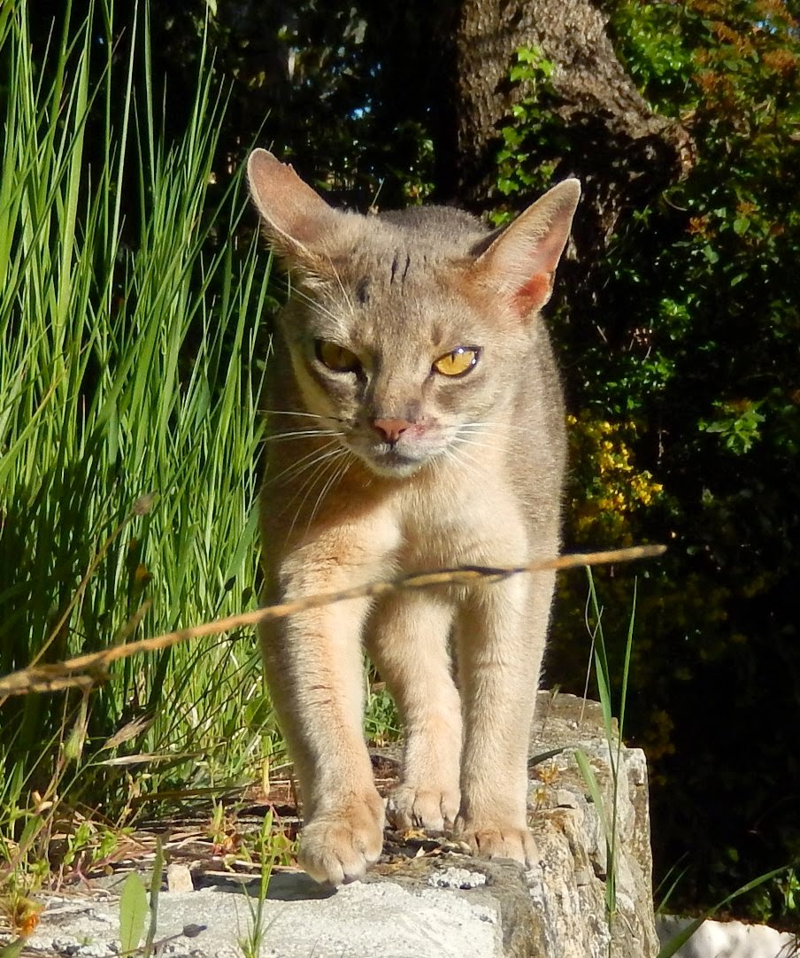 si tu rencontres un doux chat tu seras arrivée