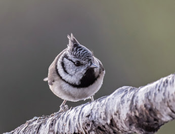 Crested Tit