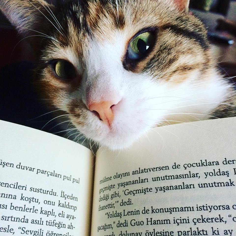 Bir kedi ne düşler yaşıyor Bir kedi ne düşler yaşıyor
