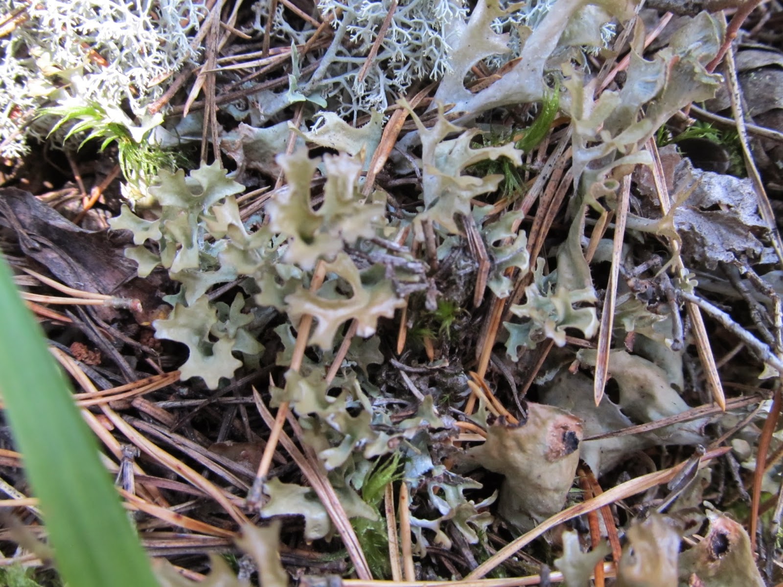 Sinin kasvio Sammaleet ja jäkälät