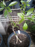 Avocado Plant