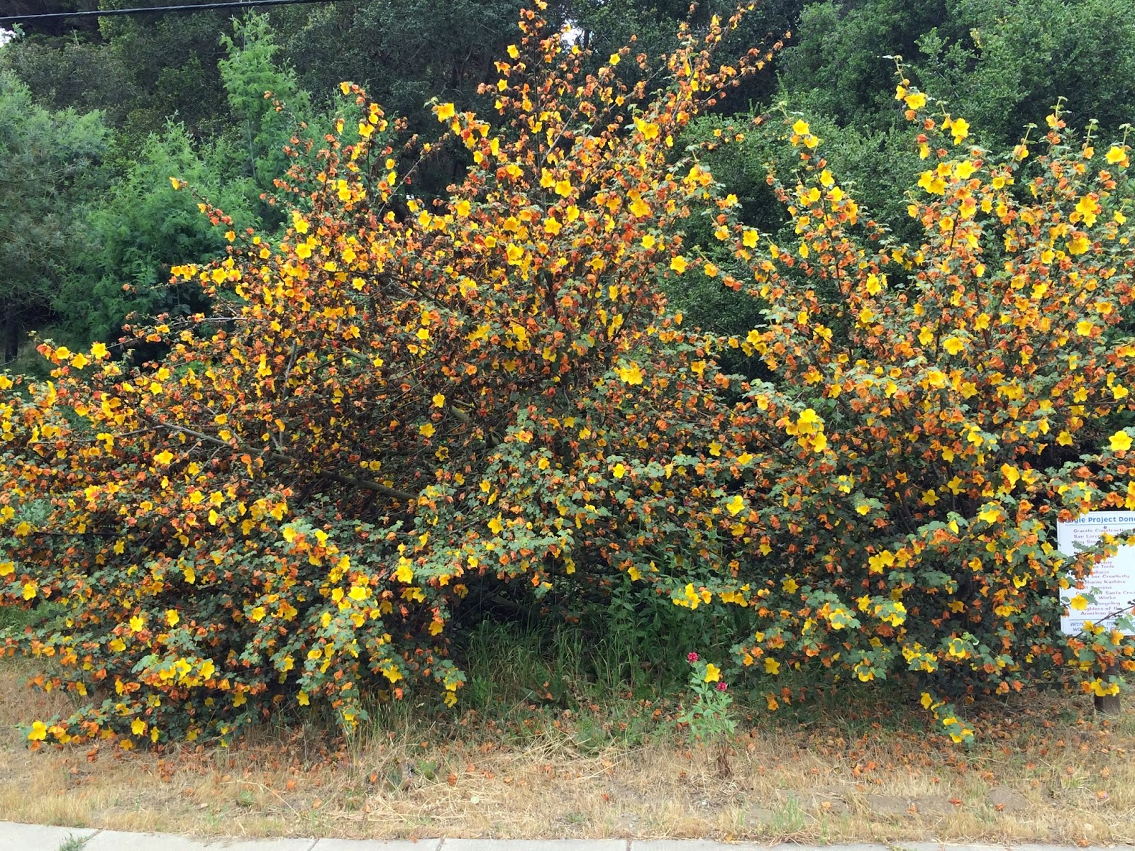 Trees of Santa Cruz County Fremontodendron �California