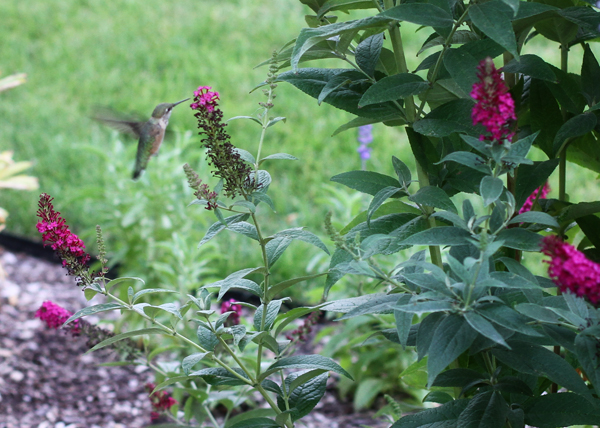 Karen S Nature Photography Rich Bloom Of White Flowers Spirea