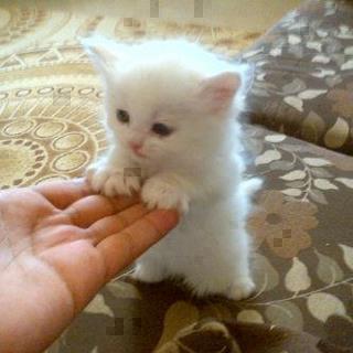 pequeño gatito
