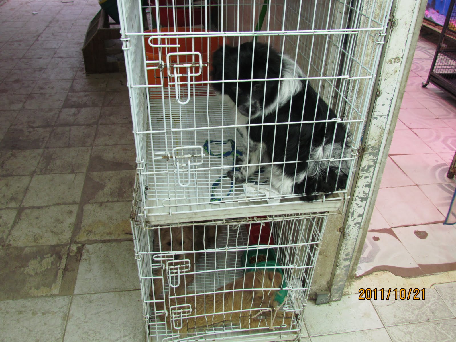 Pet Store Kuwait Friday Market at Mary Kimberlin blog