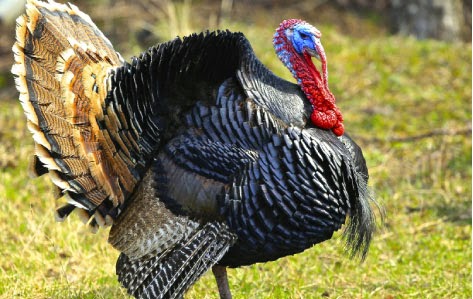 Turkey Bird Turkey Bird
