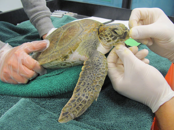 Marine Animal Rescue Team Blog: Photos from Turtle Rescue Season: Towels  for Turtles!