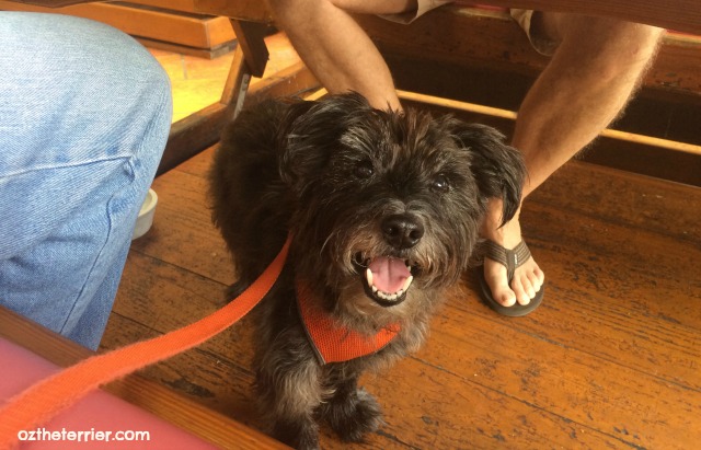 Oz the Terrier loves going out to eat to dog-friendly restaurants with his family