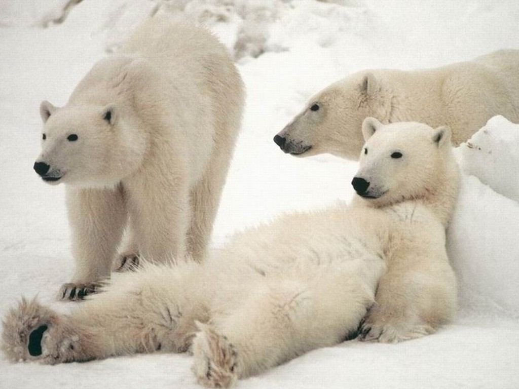 Animal Free Wallpapers Animal white Bear desktop Wallpapers