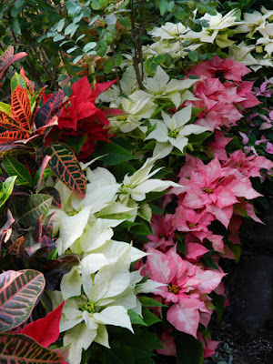 Allan Gardens Conservatory Christmas Flower Show 2015 poinsettias by garden muses-not another Toronto gardening blog