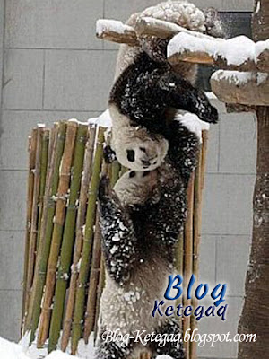 Telatah comel panda bekerjasama