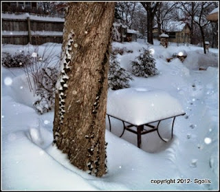 Baltic Ivy in Winter : snow