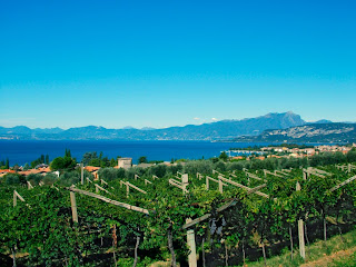 Плантации винограда в Бардолино, в районе озера Гарда