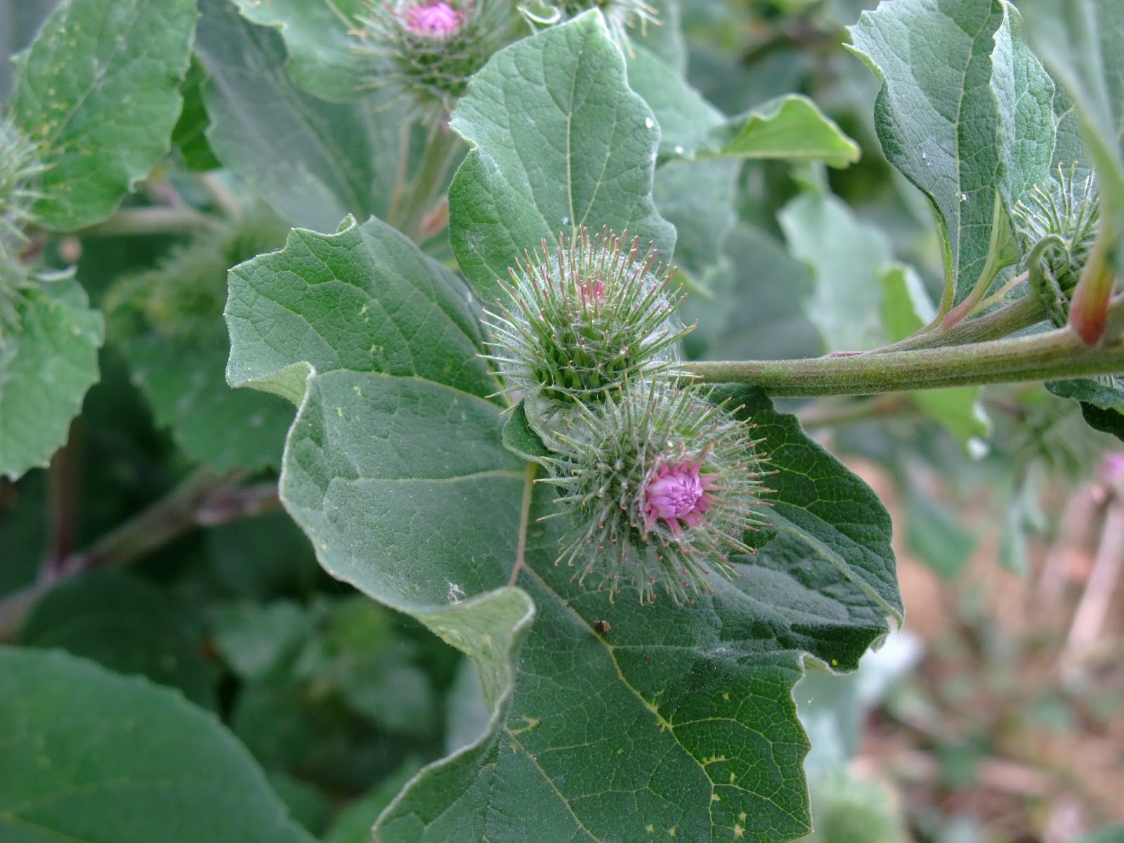 HERBAL PICNIC BURDOCK