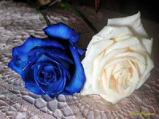 b 38180 mavi beyaz gC3BCl