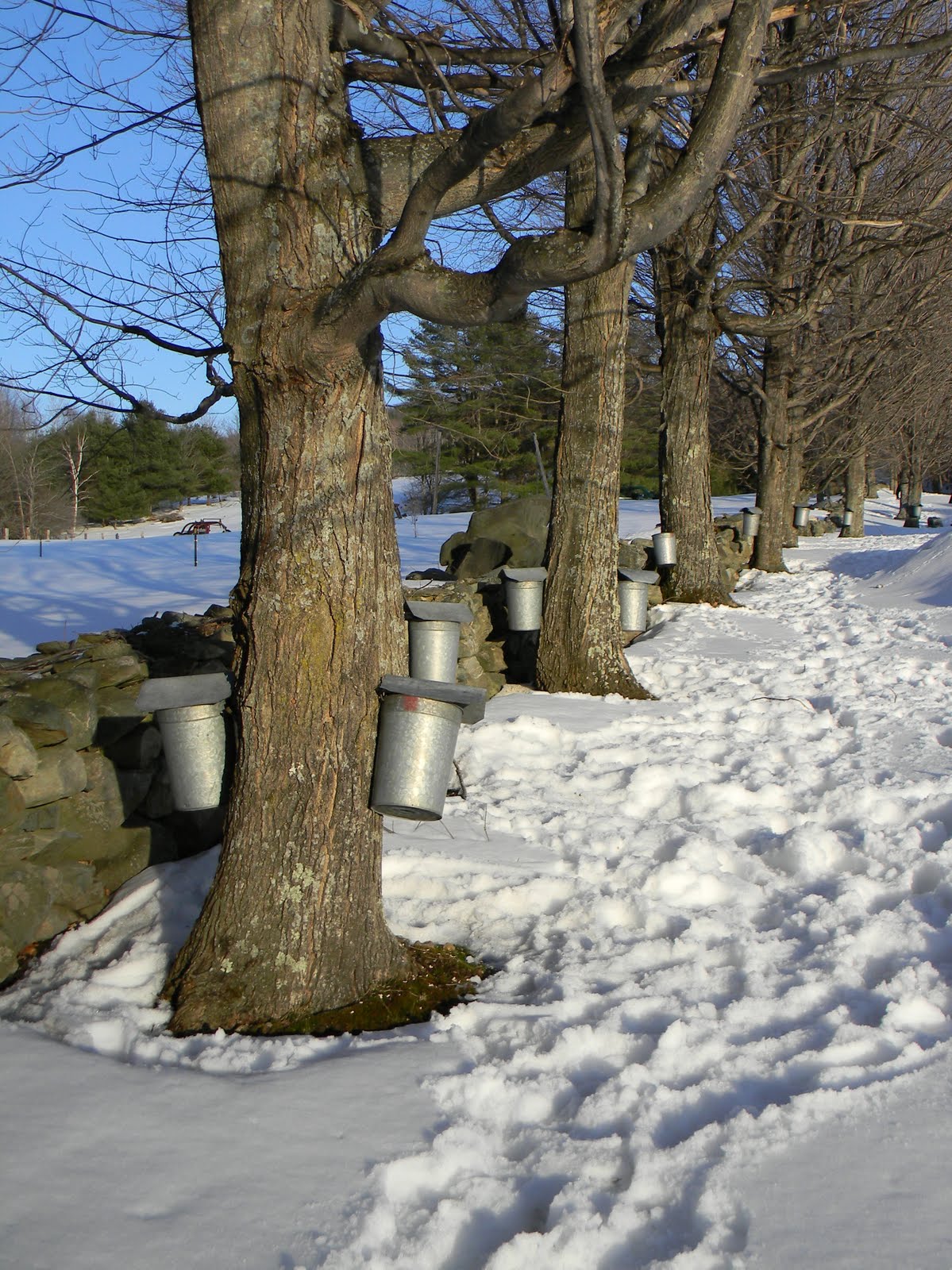 embrace the camera {tapping trees}