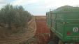 Harvesting olive trees