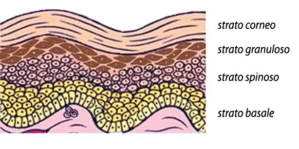 Muscolare cardiaco Benessere e Bellezza Naturale: Stratificazione della pelle