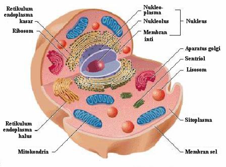 Fungsi Organel Sel Hewan