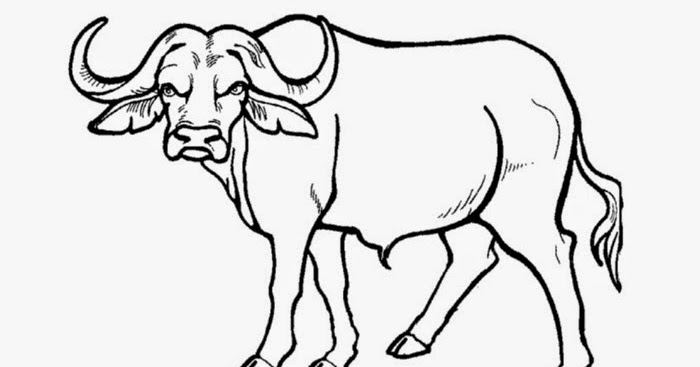 Buffalo coloring page | Free Coloring Pages and Coloring Books for Kids