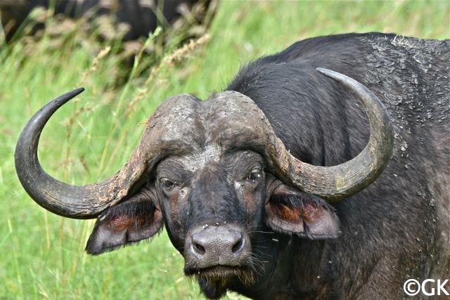 Büffelbulle (Syncerus caffer)