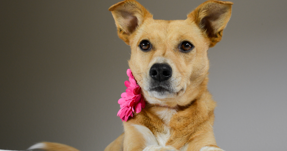 ZoePhee Professional Dog Models!