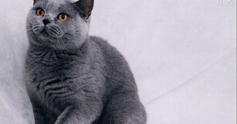 Harga Kandang Hamster Burung Sugarglider Kucing Russian Blue