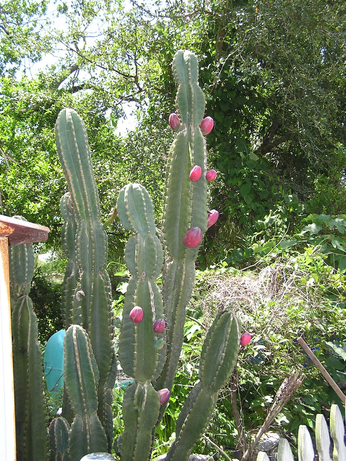 grapefruit cactus grapefruit cactus