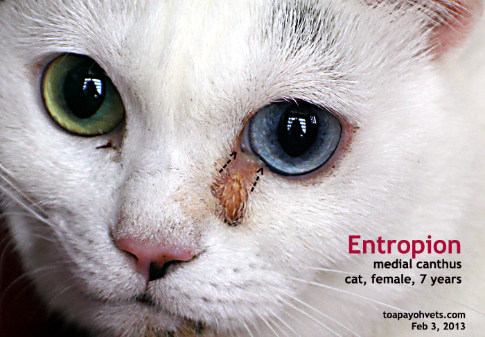 2010vets Feb 3, 2013. Sunday's interesting case A cat has entropion