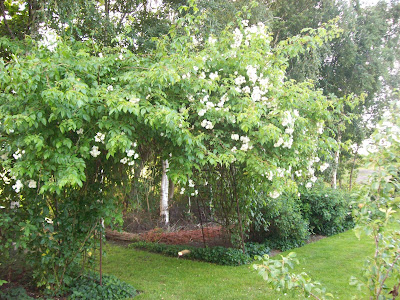 Tim skovrup: juli 2011