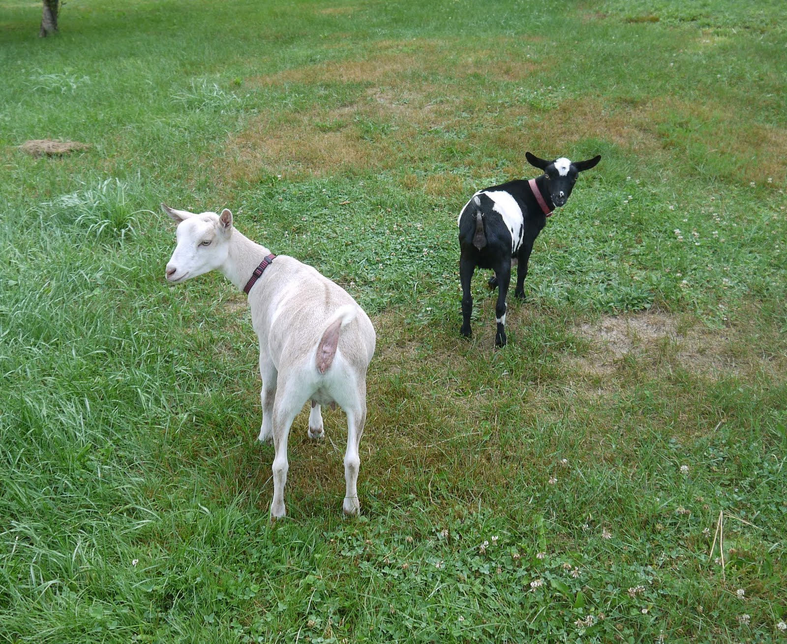 Critters N' Crafts My little shaved goats