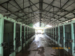 Gibbons kept in small cages in a separate enclosure in Ragunan zoo.