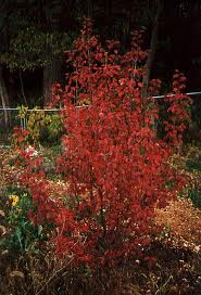 Ralph Edge The Burning Bush Well Maybe Not