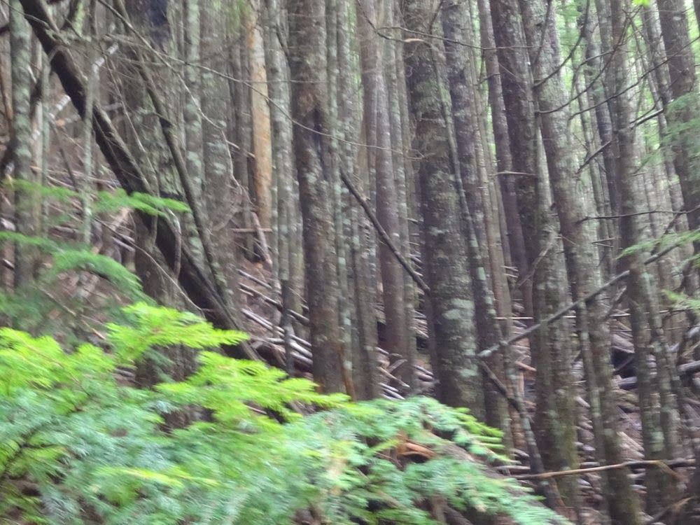 Fallen trees in dense woods as we hike towards Brunswick Mountain
