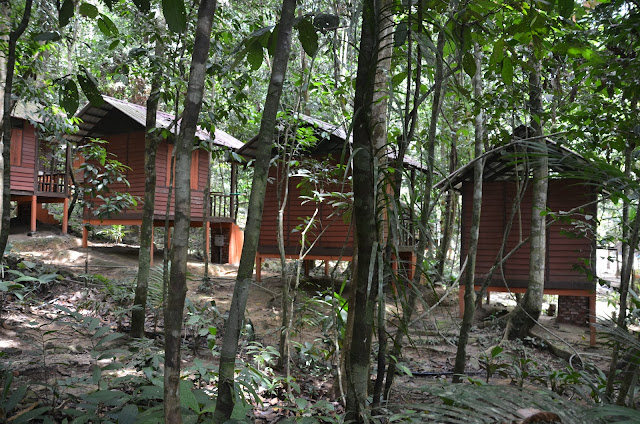 Endau Rompin Adventure TeamBuilding - www.bigtreetours.com