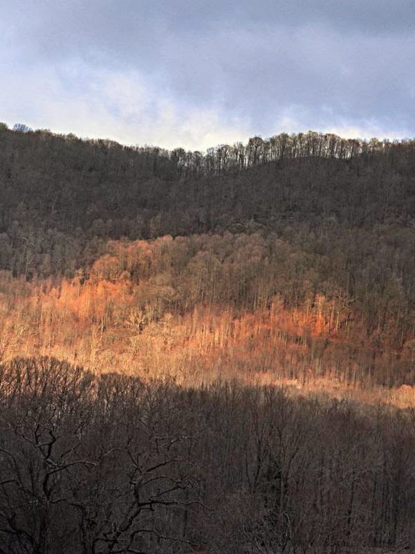 Online Games BUTTERFLY KYODAI FREE DOWNLOAD by Flinn