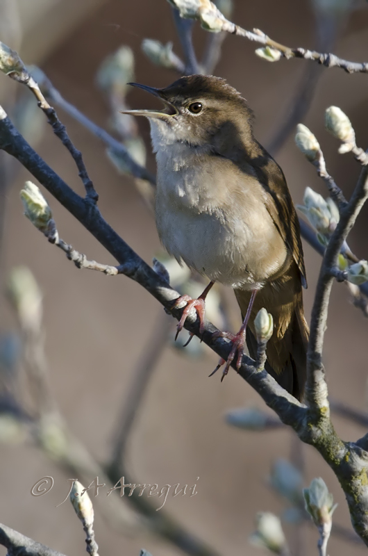 Buscarla unicolor, Locustella luscinioides, Savi´s Warbler Buscarla unicolor, Locustella luscinioides, Savi´s Warbler