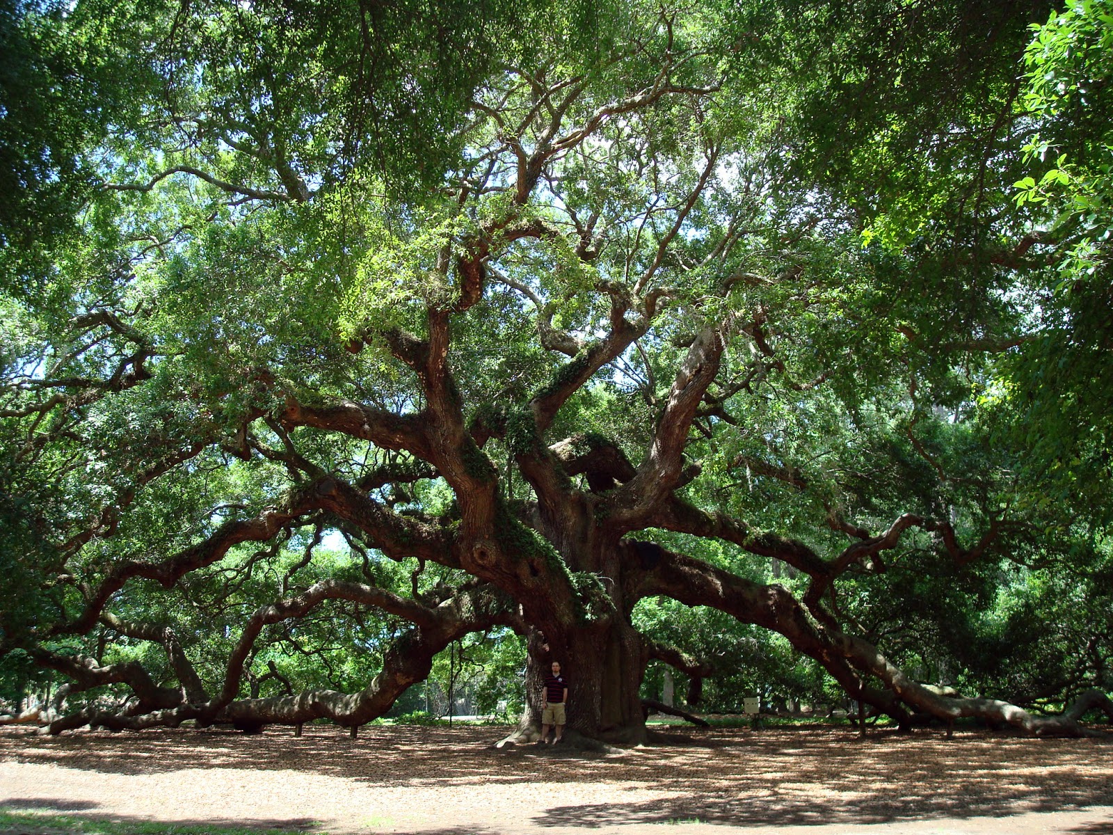 What are some sawtooth oak tree facts?