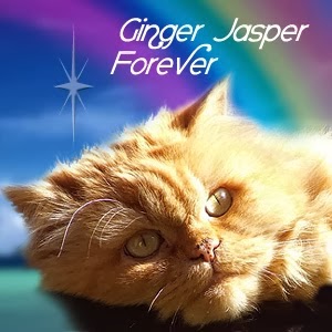 Fly free Ginger Jasper we love you