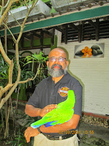 With "KIMI" the Papuan Parrot.